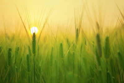 barley-field-1684052_1920